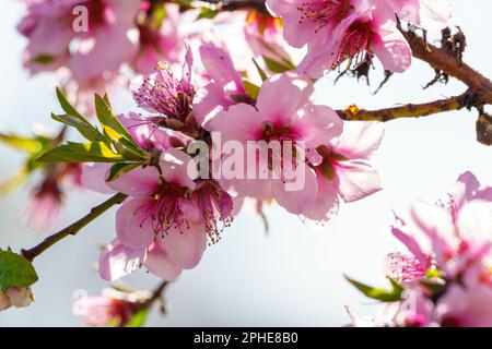 Hintergrund weißer Blüten mit gelben Pistilen und grünen Blättern auf hellem Hintergrund Stockfoto