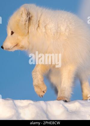 Polarfuchs (Weißfuchs, Polarfuchs, Schneefuchs, Vulpes lagopus), im Winter im Schnee am Groenfjorden im Nordenskjoeld Land. Arktis, Europa, Norwa Stockfoto