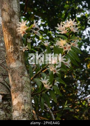 Vertikale Ansicht der wunderschönen weißen und orangefarbenen Dendrobium draconis epiphytische Orchideenarten, die auf einem Baum im tropischen Garten blühen Stockfoto