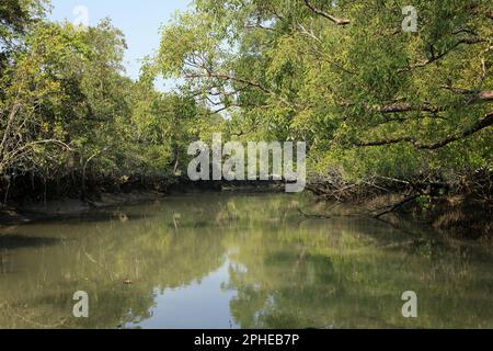 Ein Kanal in Sundarbans. Sundarbans ist der größte natürliche Mangrovenwald der Welt. Stockfoto