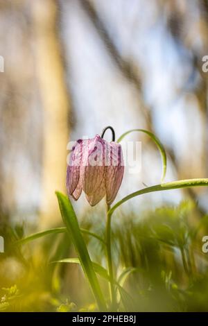 Eine seltene Begegnung mit der Schachblume oder der Schlangenkopfblume (Fritillaria meleagris). Das Foto wurde am 19. März 2023 in Lunca Poganisului aufgenommen, Stockfoto