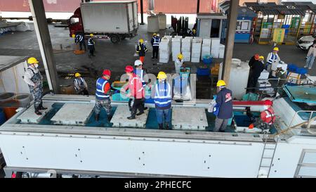 SUZHOU, CHINA - 28. MÄRZ 2023 - Hafenarbeiter sortieren lebende Jakobsmuscheln und arktische Jakobsmuscheln, die aus Hokkaido, Japan, importiert wurden, an der Entladeplattform des T Stockfoto