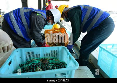 SUZHOU, CHINA - 28. MÄRZ 2023 - Hafenarbeiter sortieren lebende Jakobsmuscheln und arktische Jakobsmuscheln, die aus Hokkaido, Japan, importiert wurden, an der Entladeplattform des T Stockfoto