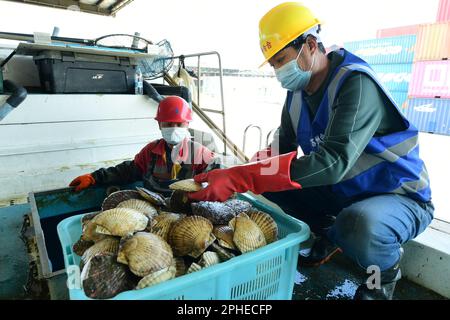 SUZHOU, CHINA - 28. MÄRZ 2023 - Hafenarbeiter sortieren lebende Jakobsmuscheln und arktische Jakobsmuscheln, die aus Hokkaido, Japan, importiert wurden, an der Entladeplattform des T Stockfoto