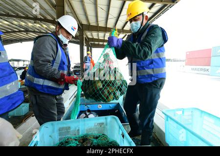 SUZHOU, CHINA - 28. MÄRZ 2023 - Hafenarbeiter sortieren lebende Jakobsmuscheln und arktische Jakobsmuscheln, die aus Hokkaido, Japan, importiert wurden, an der Entladeplattform des T Stockfoto