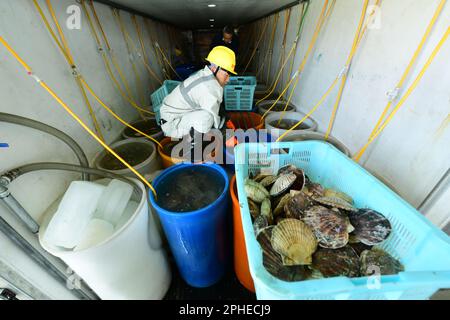 SUZHOU, CHINA - 28. MÄRZ 2023 - Hafenarbeiter sortieren lebende Jakobsmuscheln und arktische Jakobsmuscheln, die aus Hokkaido, Japan, importiert wurden, an der Entladeplattform des T Stockfoto