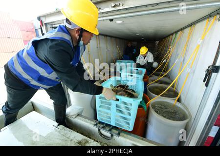 SUZHOU, CHINA - 28. MÄRZ 2023 - Hafenarbeiter sortieren lebende Jakobsmuscheln und arktische Jakobsmuscheln, die aus Hokkaido, Japan, importiert wurden, an der Entladeplattform des T Stockfoto