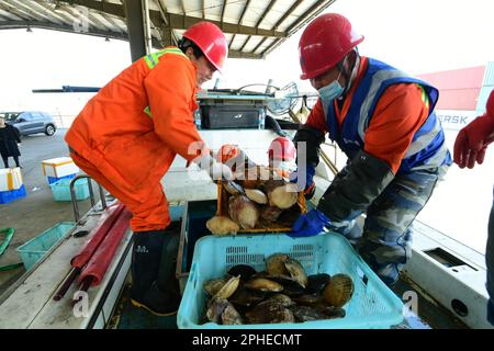 SUZHOU, CHINA - 28. MÄRZ 2023 - Hafenarbeiter sortieren lebende Jakobsmuscheln und arktische Jakobsmuscheln, die aus Hokkaido, Japan, importiert wurden, an der Entladeplattform des T Stockfoto