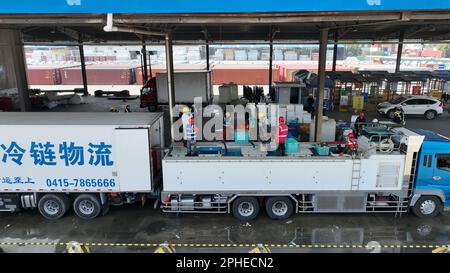 SUZHOU, CHINA - 28. MÄRZ 2023 - Hafenarbeiter sortieren lebende Jakobsmuscheln und arktische Jakobsmuscheln, die aus Hokkaido, Japan, importiert wurden, an der Entladeplattform des T Stockfoto