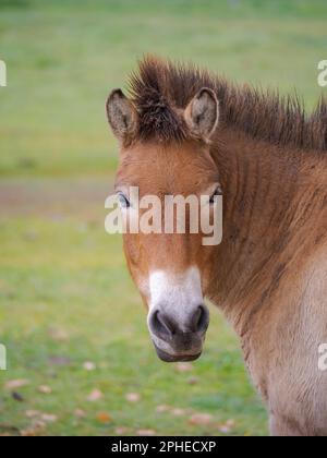Przewalskis Horse oder Takhi (Equus ferus przewalskii) im Wildlife Center des Hortobagy National Park, der zum UNESCO-Weltkulturerbe gehört Stockfoto