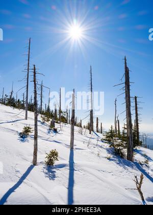 Gipfel des Mt. Lusen im Bayerischen Wald von NP. Grobe holzige Trümmer aus ehemaliger Monokultur, die von Rindenkäfern zerstört wurden und nun allein gelassen wurden, um den natürlichen Alltag zu erholen Stockfoto