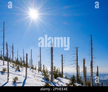 Gipfel des Mt. Lusen im Bayerischen Wald von NP. Grobe holzige Trümmer aus ehemaliger Monokultur, die von Rindenkäfern zerstört wurden und nun allein gelassen wurden, um den natürlichen Alltag zu erholen Stockfoto