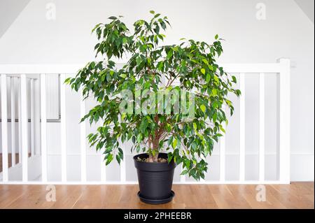 Wunderschöne üppige Zimmerpflanze Ficus benjamina, allgemein bekannt als weinende Feige, benjamin Feige oder Ficus Baum, die in einem modernen weißen Heim wachsen. Stockfoto