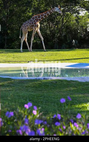 Eine vertikale Aufnahme einer wunderschönen Giraffe, die durch einen sonnigen blühenden Park schlendert Stockfoto