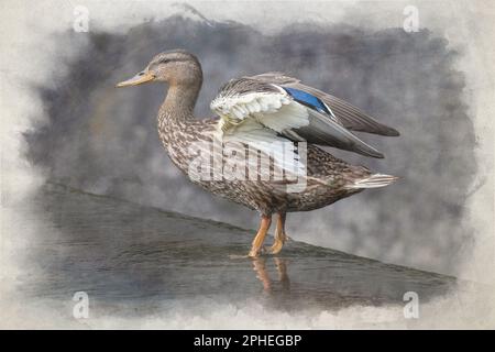 Ein digitales Aquarellgemälde einer weiblichen Stockenten, anas platyrhynchos, Nahaufnahme, Posen und im Profil, mit einem Bokeh-Hintergrund. Stockfoto