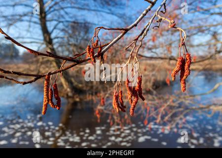 Frühling in Warmia und Mazury, Polen Stockfoto