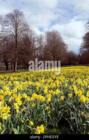 Narzissen im Frühling, York Walk, Leamington Spa, Warwickshire, England, UK Stockfoto