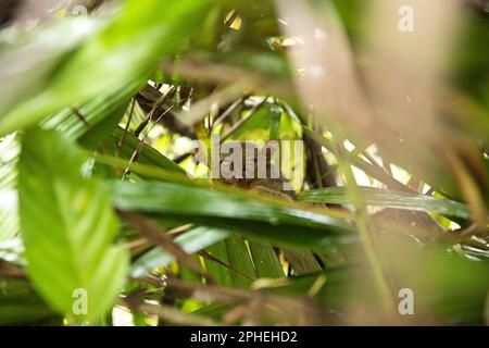 Ganzkörperaufnahme eines Tarsiers, der etwas versteckt zwischen Blättern sitzt, seine großen Augen schauen direkt in die Kamera. Stockfoto