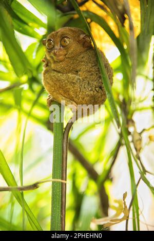 Nahaufnahme des ganzen Körpers eines tarsiers, der sich an einem dünnen Stamm festhält, mit seinen großen Augen nach oben, im Hintergrund ein beleuchteter Regenwald. Stockfoto