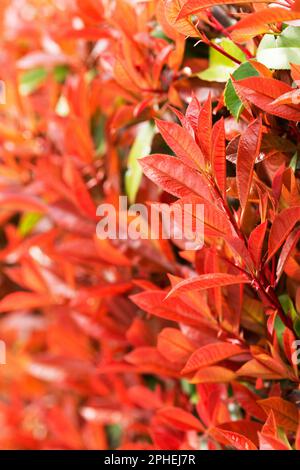 Blätter von einem Photinia Red Robin Bush Stockfoto