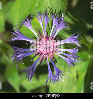 Centaurea cyanus, auch bekannt als Kornblume oder Junggesellenknopf. Stockfoto