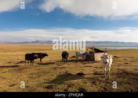 Eine Herde Kühe, die in der Sonne ruht, Song Kul Stockfoto