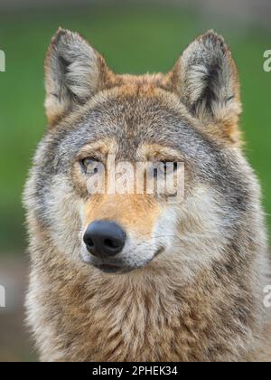 Gray Wolf (Canis Lupus) im Wildlife Center (Hortobagy Vadaspark) des Nationalparks Hortobagy, der zum UNESCO-Weltkulturerbe gehört. Europa, E Stockfoto