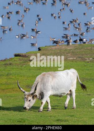 Ungarische graue Rinder oder ungarische Steppe-Rinder (bos primigenus hungaricus), eine alte und robuste seltene Rinderrasse im Nationalpark Hortobagy. Der N-Wert Stockfoto