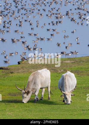 Ungarische graue Rinder oder ungarische Steppe-Rinder (bos primigenus hungaricus), eine alte und robuste seltene Rinderrasse im Nationalpark Hortobagy. Der N-Wert Stockfoto