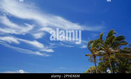 Wind bläst durch Palmenspitzen gegen einen blauen Himmel mit windigen Zirruswolken Stockfoto