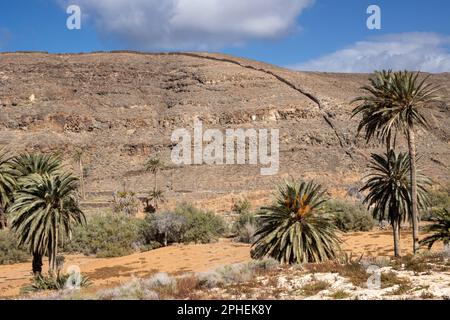 Tal mit einer frischen Vegetation aus verschiedenen Büschen und großen Palmen. Oase um einen kleinen Fluss vom Berg. Barranco de la Madre del Agua, Fuer Stockfoto