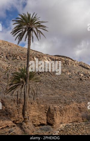 Tal mit einer frischen Vegetation aus verschiedenen Büschen und großen Palmen. Oase um einen kleinen Fluss vom Berg. Barranco de la Madre del Agua, Fuer Stockfoto