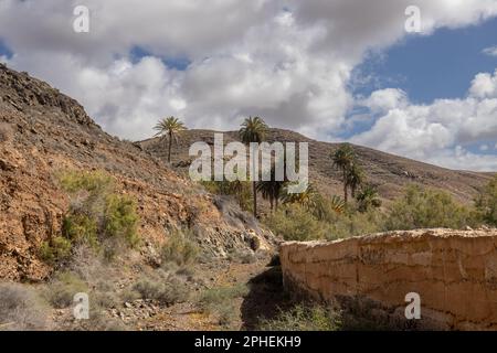 Tal mit einer frischen Vegetation aus verschiedenen Büschen und großen Palmen. Oase um einen kleinen Fluss vom Berg. Barranco de la Madre del Agua, Fuer Stockfoto