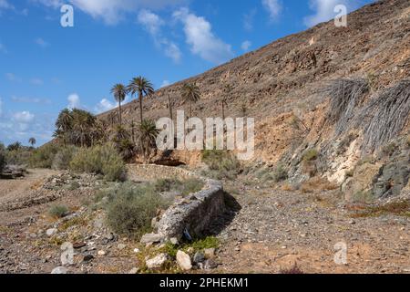 Tal mit einer frischen Vegetation aus verschiedenen Büschen und großen Palmen. Oase um einen kleinen Fluss vom Berg. Barranco de la Madre del Agua, Fuer Stockfoto