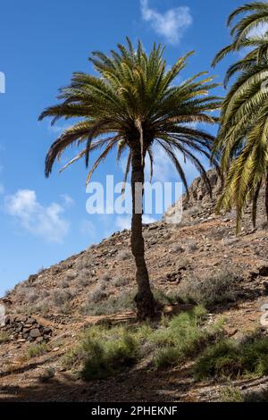 Tal mit einer frischen Vegetation aus verschiedenen Büschen und großen Palmen. Oase um einen kleinen Fluss vom Berg. Barranco de la Madre del Agua, Fuer Stockfoto