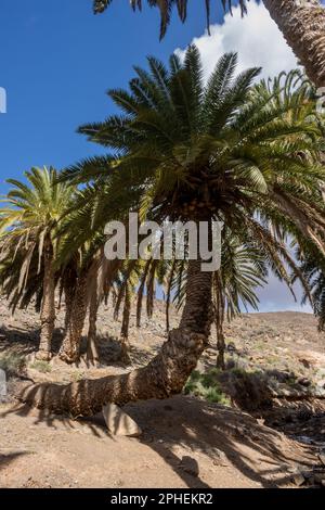 Tal mit einer frischen Vegetation aus verschiedenen Büschen und großen Palmen. Oase um einen kleinen Fluss vom Berg. Barranco de la Madre del Agua, Fuer Stockfoto