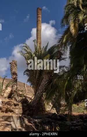 Tal mit einer frischen Vegetation aus verschiedenen Büschen und großen Palmen. Oase um einen kleinen Fluss vom Berg. Barranco de la Madre del Agua, Fuer Stockfoto