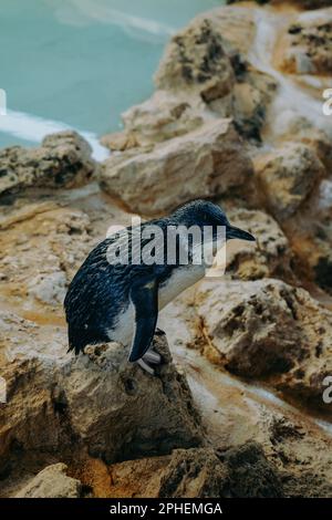 Nahaufnahme eines kleinen australischen Pinguins auf einem Felsen inmitten eines ruhigen Ozeans Stockfoto