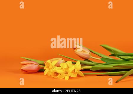 Narzissen- und Tulpenblüten auf orangefarbenem Hintergrund mit Kopierraum Stockfoto