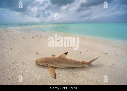 Toter Hai am Strand. Malediven-Inseln Stockfoto