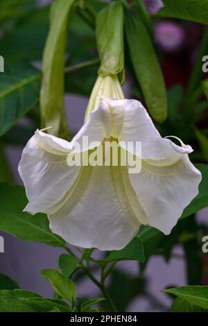 Die giftigen Blüten von Datura, genannt Hornukopie, Teufelstrompete, Engeltrompete oder Schwarzdorn. Stockfoto