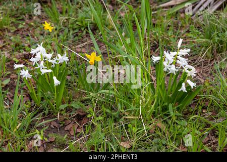 Weiße Schneeglöckchen und einzelne gelbe Narzissen als Bote für den Frühling auf einer Wiese Stockfoto