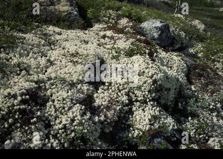 Rentiertörnchen auf Dovrefjell, einem Gebirgskette und Hochland in Mittelnorwegen. Stockfoto