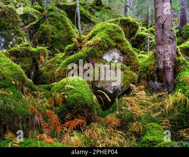 Üppiger Bergwald mit Moosen am Fluss Sarca. Tal Val di Genova im Naturpark Adamello - Brenta in der italienischen Provinz Trentino. Euro Stockfoto