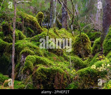 Üppiger Bergwald mit Moosen am Fluss Sarca. Tal Val di Genova im Naturpark Adamello - Brenta in der italienischen Provinz Trentino. Euro Stockfoto