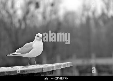 Nahaufnahme einer Möwe, die im Winter auf einem abfallenden Pollarsockel in Schwarz und Weiß steht Stockfoto