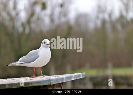 Nahaufnahme einer Möwe, die im Winter auf einem abfallenden Pollarsockel steht Stockfoto