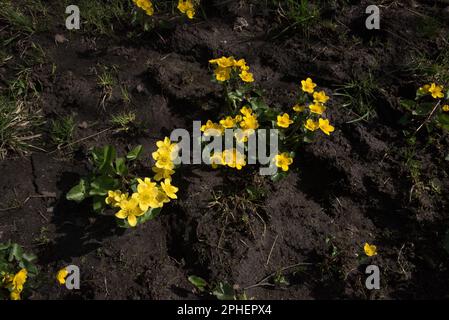 Ranunculus sulureus blüht auf dem Hochland von Dovrefjell in Norwegen. Stockfoto