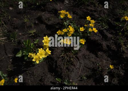 Ranunculus sulureus blüht auf dem Hochland von Dovrefjell in Norwegen. Stockfoto