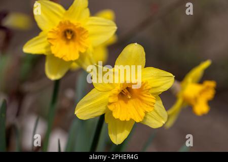 Blüten gelber Narzisse. Wundervolle wunderschöne Frühlingsblumen aus der Nähe in guter Qualität. Wunderschöner Blumenhintergrund für eine romantische Begrüßung ca. Stockfoto